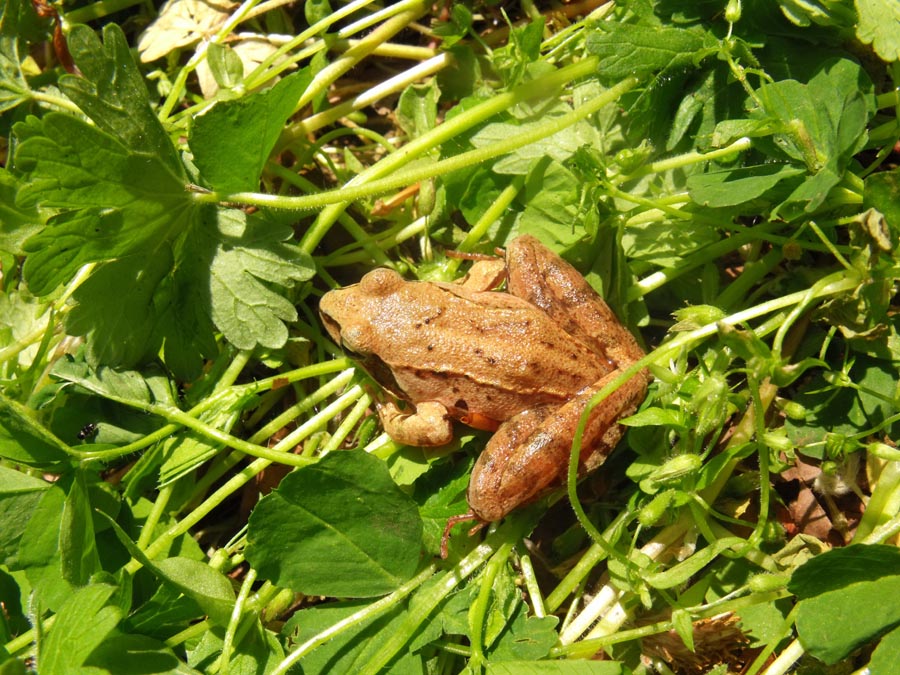 Rana dalmatina